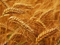 Картинки по запросу "пшениця"